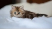 Как да дам kanefron на котка
